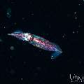 , photo taken in Indonesia, Bali, Tulamben, Blackwater