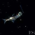, photo taken in Indonesia, Bali, Tulamben, Blackwater
