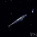 , photo taken in Indonesia, Bali, Tulamben, Blackwater