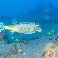 , photo taken in Indonesia, Bali, Tulamben, Tai Sapi , photo taken in Indonesia, Bali, Tulamben, Tai Sapi