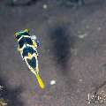 , photo taken in Indonesia, Bali, Tulamben, Tai Sapi , photo taken in Indonesia, Bali, Tulamben, Tai Sapi