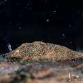 , photo taken in Indonesia, Bali, Tulamben, Tai Sapi , photo taken in Indonesia, Bali, Tulamben, Tai Sapi