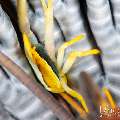 , photo taken in Indonesia, Bali, Tulamben, Tai Sapi , photo taken in Indonesia, Bali, Tulamben, Tai Sapi