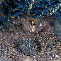 , photo taken in Indonesia, Bali, Tulamben, Tai Sapi , photo taken in Indonesia, Bali, Tulamben, Tai Sapi