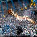 , photo taken in Indonesia, Bali, Tulamben, Tai Sapi , photo taken in Indonesia, Bali, Tulamben, Tai Sapi