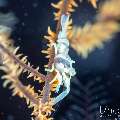 , photo taken in Indonesia, Bali, Tulamben, Tai Sapi , photo taken in Indonesia, Bali, Tulamben, Tai Sapi