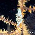 , photo taken in Indonesia, Bali, Tulamben, Tai Sapi , photo taken in Indonesia, Bali, Tulamben, Tai Sapi