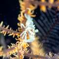 , photo taken in Indonesia, Bali, Tulamben, Tai Sapi , photo taken in Indonesia, Bali, Tulamben, Tai Sapi