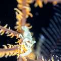 , photo taken in Indonesia, Bali, Tulamben, Tai Sapi , photo taken in Indonesia, Bali, Tulamben, Tai Sapi