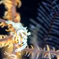 , photo taken in Indonesia, Bali, Tulamben, Tai Sapi , photo taken in Indonesia, Bali, Tulamben, Tai Sapi