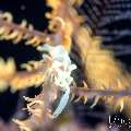 , photo taken in Indonesia, Bali, Tulamben, Tai Sapi , photo taken in Indonesia, Bali, Tulamben, Tai Sapi