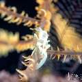 , photo taken in Indonesia, Bali, Tulamben, Tai Sapi , photo taken in Indonesia, Bali, Tulamben, Tai Sapi