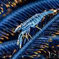 , photo taken in Indonesia, Bali, Tulamben, Tai Sapi , photo taken in Indonesia, Bali, Tulamben, Tai Sapi