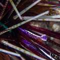 , photo taken in Indonesia, Bali, Tulamben, Tai Sapi , photo taken in Indonesia, Bali, Tulamben, Tai Sapi