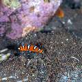 , photo taken in Indonesia, Bali, Tulamben, Tai Sapi , photo taken in Indonesia, Bali, Tulamben, Tai Sapi
