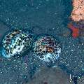 , photo taken in Indonesia, Bali, Tulamben, Tai Sapi , photo taken in Indonesia, Bali, Tulamben, Tai Sapi