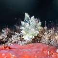 , photo taken in Indonesia, Bali, Tulamben, Tai Sapi , photo taken in Indonesia, Bali, Tulamben, Tai Sapi