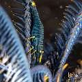 , photo taken in Indonesia, Bali, Tulamben, Tai Sapi , photo taken in Indonesia, Bali, Tulamben, Tai Sapi