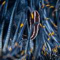 , photo taken in Indonesia, Bali, Tulamben, Tai Sapi , photo taken in Indonesia, Bali, Tulamben, Tai Sapi