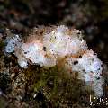 Snowy Purse Crab (Heteronucia sp.), photo taken in Indonesia, Bali, Tulamben, Big Tree