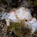 Snowy Purse Crab (Heteronucia sp.), photo taken in Indonesia, Bali, Tulamben, Big Tree