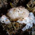 Snowy Purse Crab (Heteronucia sp.), photo taken in Indonesia, Bali, Tulamben, Big Tree