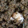 Snowy Purse Crab (Heteronucia sp.), photo taken in Indonesia, Bali, Tulamben, Big Tree