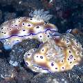 , photo taken in Indonesia, Bali, Tulamben, Wreck Slope , photo taken in Indonesia, Bali, Tulamben, Wreck Slope