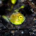 , photo taken in Indonesia, Bali, Tulamben, Wreck Slope , photo taken in Indonesia, Bali, Tulamben, Wreck Slope