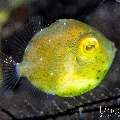 , photo taken in Indonesia, Bali, Tulamben, Wreck Slope , photo taken in Indonesia, Bali, Tulamben, Wreck Slope