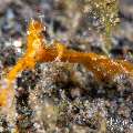 , photo taken in Indonesia, Bali, Tulamben, Wreck Slope , photo taken in Indonesia, Bali, Tulamben, Wreck Slope