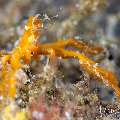 , photo taken in Indonesia, Bali, Tulamben, Wreck Slope , photo taken in Indonesia, Bali, Tulamben, Wreck Slope