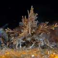 , photo taken in Indonesia, Bali, Tulamben, Wreck Slope , photo taken in Indonesia, Bali, Tulamben, Wreck Slope