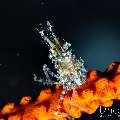 , photo taken in Indonesia, Bali, Tulamben, Wreck Slope , photo taken in Indonesia, Bali, Tulamben, Wreck Slope