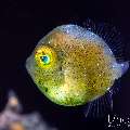 , photo taken in Indonesia, Bali, Tulamben, Wreck Slope , photo taken in Indonesia, Bali, Tulamben, Wreck Slope
