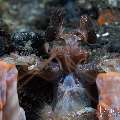 , photo taken in Indonesia, Bali, Tulamben, Wreck Slope , photo taken in Indonesia, Bali, Tulamben, Wreck Slope