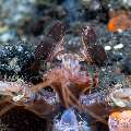 , photo taken in Indonesia, Bali, Tulamben, Wreck Slope , photo taken in Indonesia, Bali, Tulamben, Wreck Slope