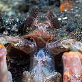 , photo taken in Indonesia, Bali, Tulamben, Wreck Slope , photo taken in Indonesia, Bali, Tulamben, Wreck Slope