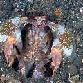 , photo taken in Indonesia, Bali, Tulamben, Wreck Slope , photo taken in Indonesia, Bali, Tulamben, Wreck Slope