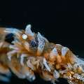, photo taken in Indonesia, Bali, Tulamben, Wreck Slope , photo taken in Indonesia, Bali, Tulamben, Wreck Slope