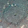 , photo taken in Indonesia, Bali, Tulamben, Wreck Slope , photo taken in Indonesia, Bali, Tulamben, Wreck Slope