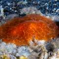 , photo taken in Indonesia, Bali, Tulamben, Wreck Slope , photo taken in Indonesia, Bali, Tulamben, Wreck Slope