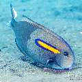 Orangespot Surgeonfish (Acanthurus olivaceus), photo taken in Indonesia, Bali, Tulamben, Wreck Slope Orangespot Surgeonfish (Acanthurus olivaceus), photo taken in Indonesia, Bali, Tulamben, Wreck Slope