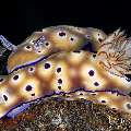 , photo taken in Indonesia, Bali, Tulamben, Wreck Slope , photo taken in Indonesia, Bali, Tulamben, Wreck Slope