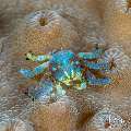 Greenish Gall Crab (Pseudocryptochirus viridis), photo taken in Indonesia, Bali, Tulamben, Tukad Linggah Greenish Gall Crab (Pseudocryptochirus viridis), photo taken in Indonesia, Bali, Tulamben, Tukad Linggah