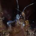 , photo taken in Indonesia, Bali, Tulamben, Tukad Linggah , photo taken in Indonesia, Bali, Tulamben, Tukad Linggah