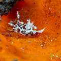 , photo taken in Indonesia, Bali, Tulamben, Tukad Linggah , photo taken in Indonesia, Bali, Tulamben, Tukad Linggah