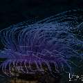 , photo taken in Indonesia, Bali, Tulamben, Tukad Linggah , photo taken in Indonesia, Bali, Tulamben, Tukad Linggah