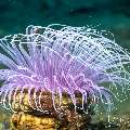, photo taken in Indonesia, Bali, Tulamben, Tukad Linggah , photo taken in Indonesia, Bali, Tulamben, Tukad Linggah