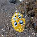 , photo taken in Indonesia, Bali, Tulamben, Tukad Linggah , photo taken in Indonesia, Bali, Tulamben, Tukad Linggah
